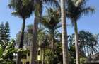 5 Bed House with En Suite in Kitisuru - 9