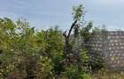 Land in Kilifi - 10