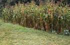 Land in Lower Kabete - 3