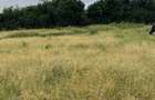Land at Kyumbi - 2