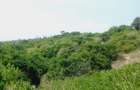 Land in Malindi - 6