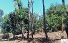 15 ac Land at Touching Nanyuki River - 3
