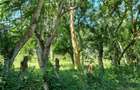 25 ac Land at Mtwapa - 2