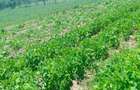 Land in Nanyuki - 1