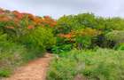 40 ac Land at Vipingo Kuruwitu - 10