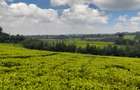 0.5 ac Land at Riara Ridge Tigoni - 6