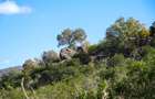 100 ac Land at Lolldaiga Valley - 3