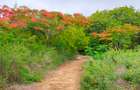 40 ac Land at Vipingo Kuruwitu - 12