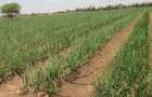 Land in Bisil - 5