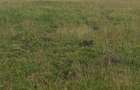 0.125 ac Residential Land at Kitengela Milimani - 7