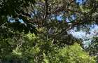 Land at Mtwpa Creek Aloo Drive - 12