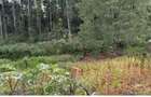 Land in Nyeri - 2