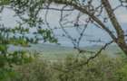 10 ac Land at Kisuri Hills - 6