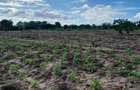 13 ac Land at Majaoni - 13