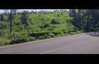 Land in Tigoni - 2