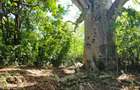 Land at Kuruwitu Beach Vipingo - 11