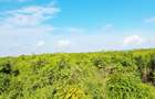 Land at Watamu - 12