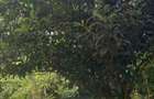 6 Bed House at Rosslyn Lone Tree - 5