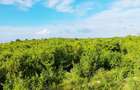 Land at Watamu - 18