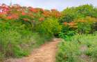 20 ac Land at Kuruwitu Beach Road - 10
