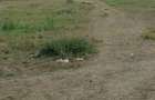 4.8 ac Commercial Property with Garden in Athi River - 15