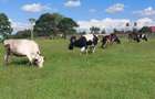 21 ac Land in Cianda - 9