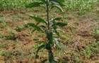 13 ac Land at Majaoni - 20