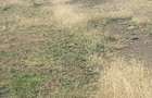 17 ac Land in Ongata Rongai - 10