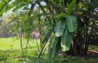 5 Bed House with Staff Quarters in Riverside - 9