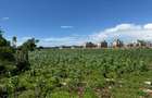Land in Vipingo - 10
