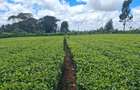 1 ac Residential Land at Limuru Girls High School - 6