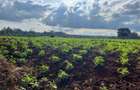 25 ac Land in Kitisuru - 8