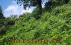 0.25 ac Land at Diani Beach Road - 1