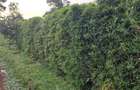 Residential Land in Kiambu Road - 5