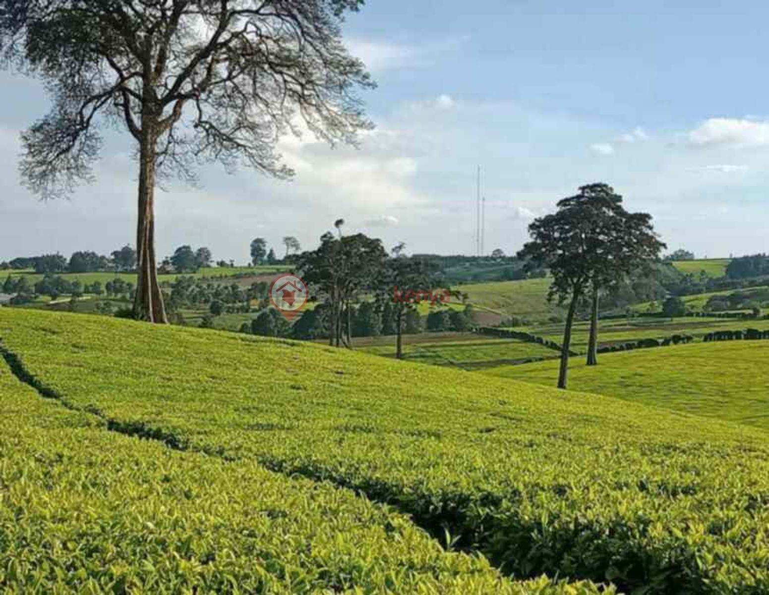 -tea-estate-farm-land-for-sale-in-tigoni-limuru-xo09v