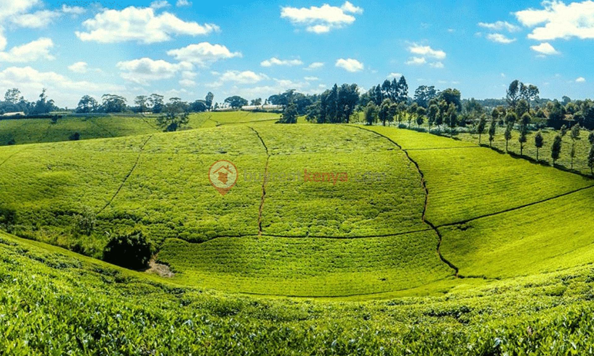 karai-tea-farm-tigoni-1200x720