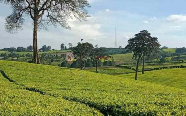 -tea-estate-farm-land-for-sale-in-tigoni-limuru-xo09v - 13