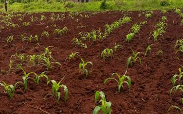 1 ac Land at Nyeri Highway