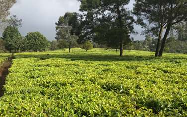 0.5 ac Residential Land at Limuru Girls