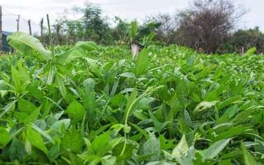 4,047 m² Commercial Land in Malindi
