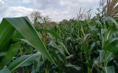 4,047 m² Commercial Land in Malindi