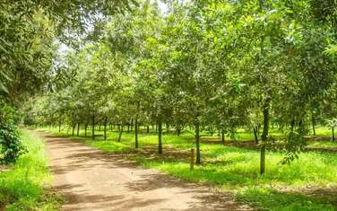 Residential Land at Thika Grove Chania