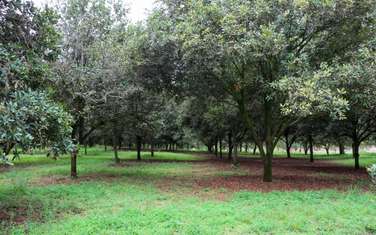 0.125 ac Residential Land at Thika Grove Chania-Opposite Blue Post Hotel