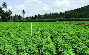 447 m² Land in Malindi