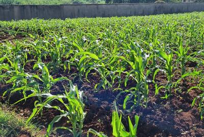 0.5 ac Land in Nyari - 3