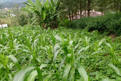0.25 ac Residential Land in Ngong