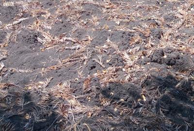 1 ac Land at Kunde Road - 3