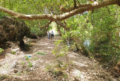 7 ac Land in Watamu - 3