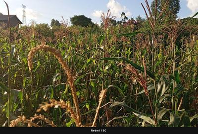 0.125 ac Land at Nduota : Banana - Nazareth Road