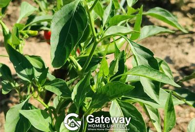 1 ac Land in Malindi - 3